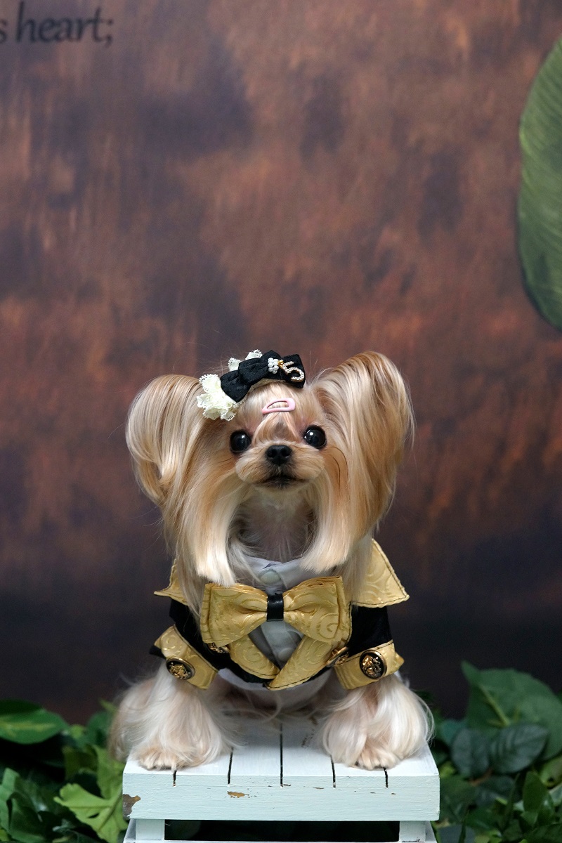 Handmade Dog Clothes Luxurious - Suitsupply Wedding Tuxedo avis et prix