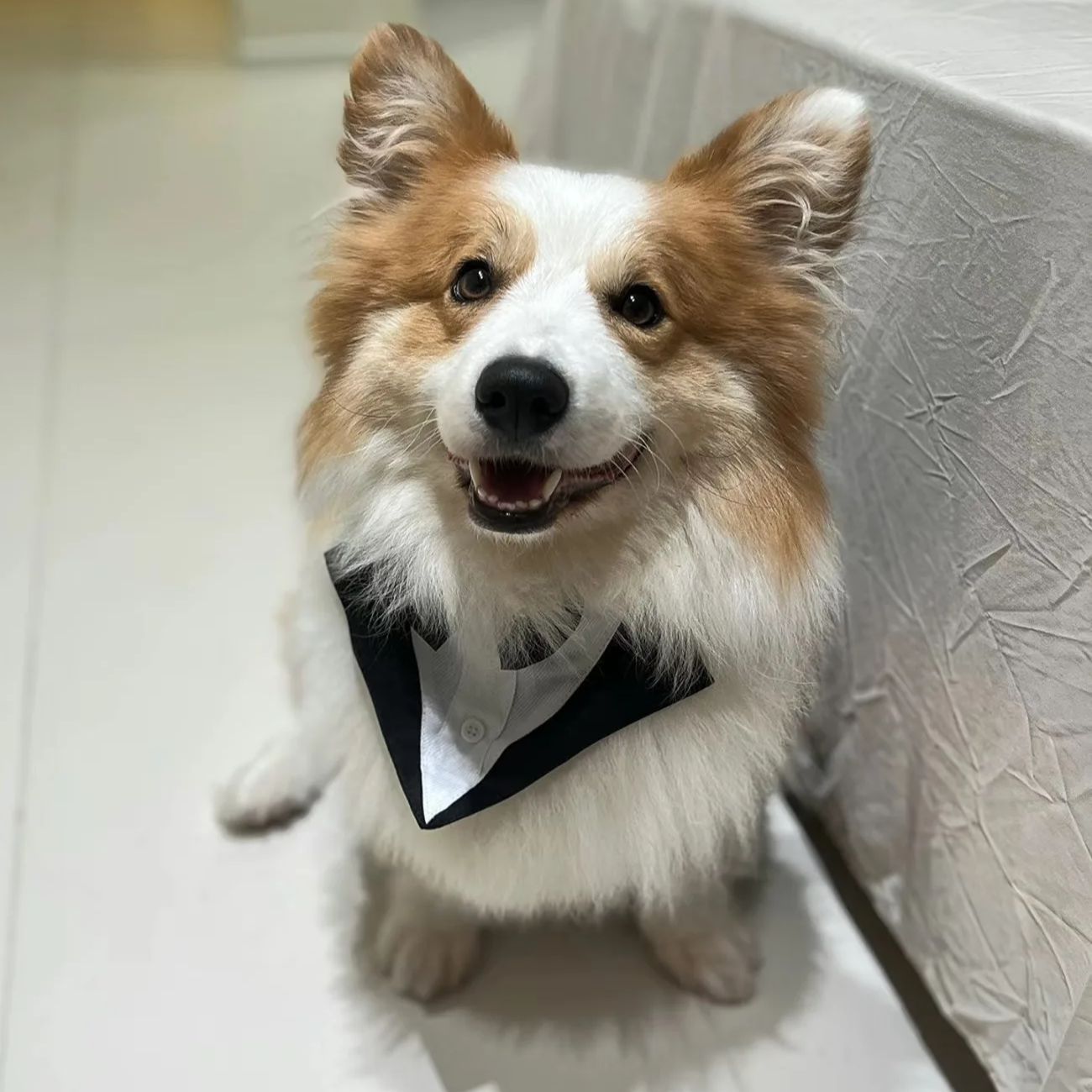 Pet Dog Clothes Fashion Party  - Suitsupply Wedding Tuxedo avis et prix